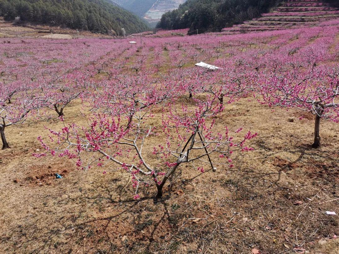 日出之王的壮丽，探索下载的魅力与意义