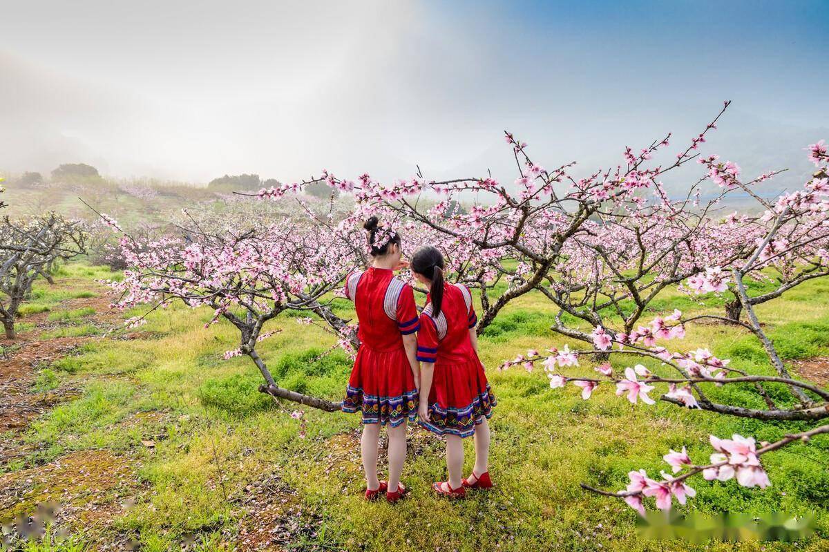 桃花族最新探索发现之旅，新地址揭秘